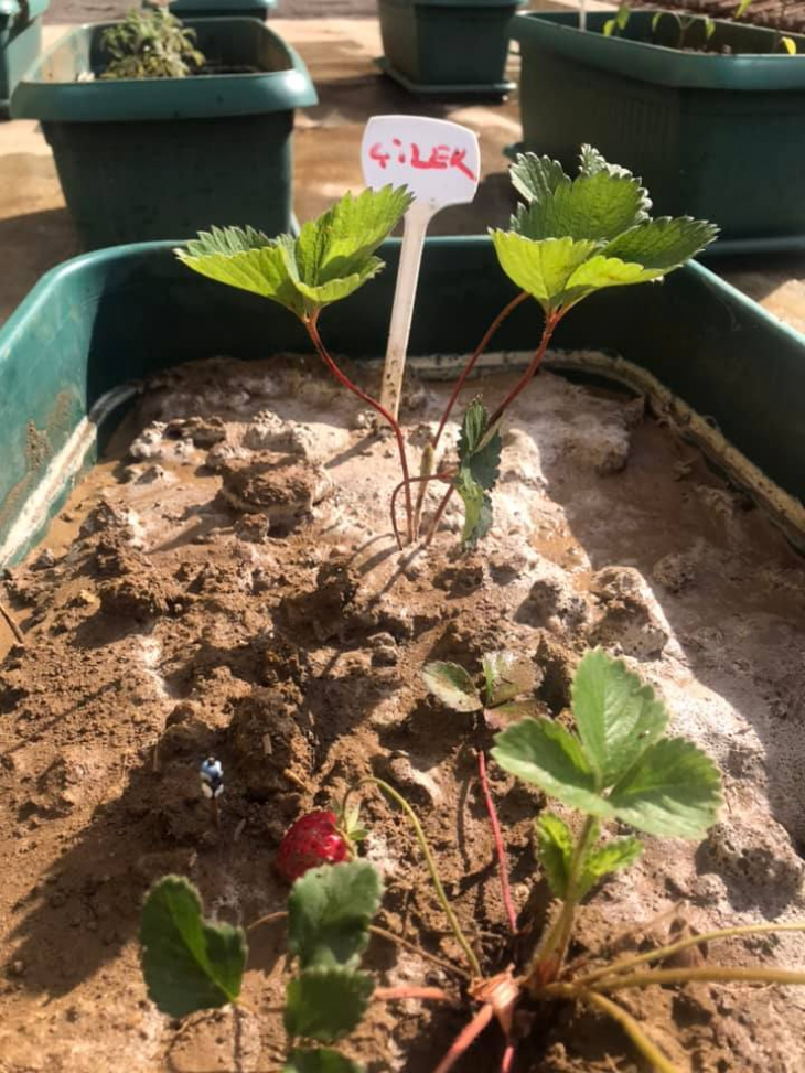 Yiğit Başkanın projesi meyvelerini vermeye başladı