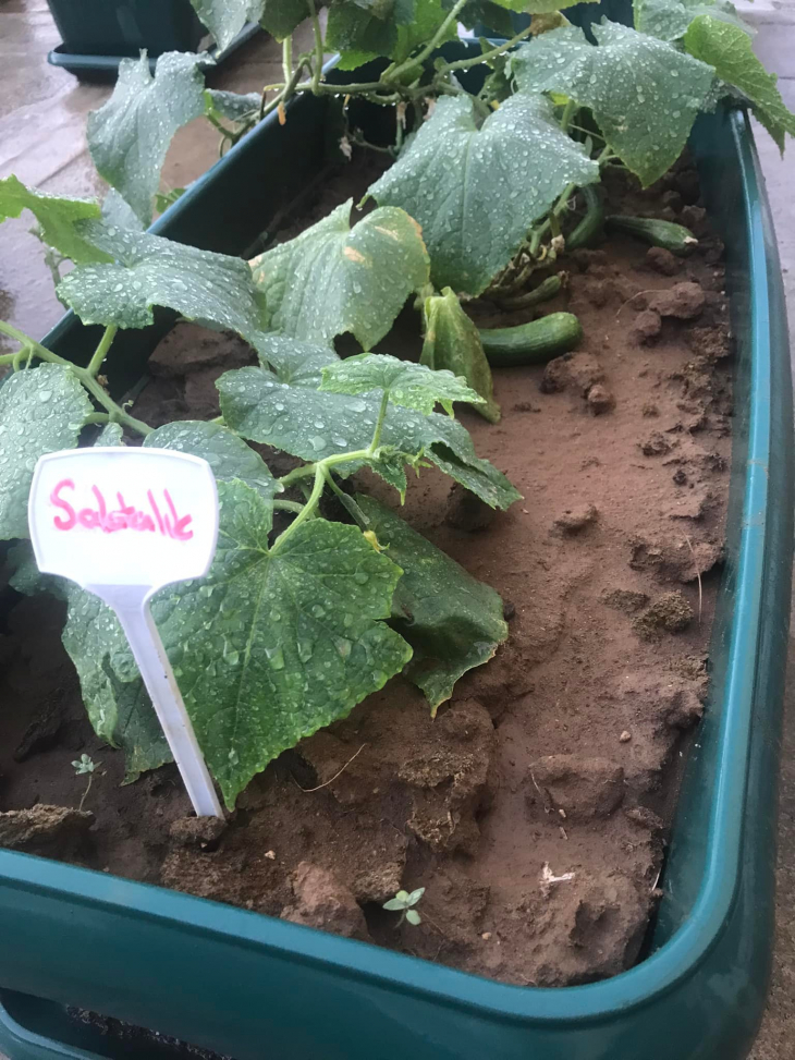 Yiğit Başkanın projesi meyvelerini vermeye başladı