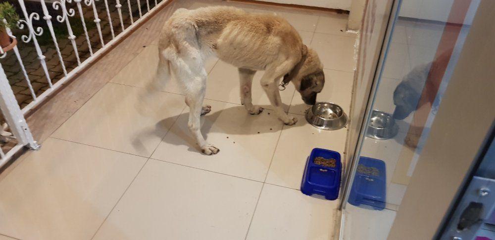 Haftalarca aç bırakılan köpek ölmek üzereyken bulundu