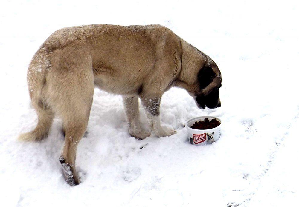 HAYKURDER'den sokak hayvanları için önemli uyarı