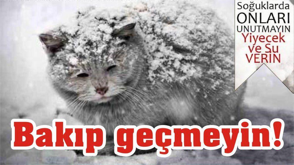 HAYKURDER'den sokak hayvanları için önemli uyarı